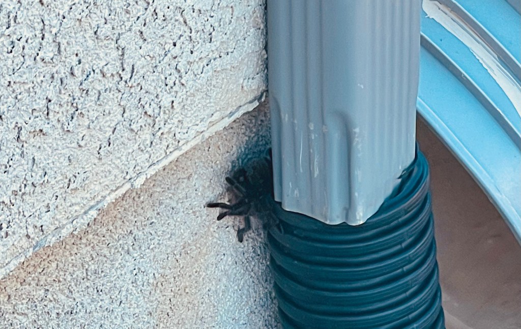 At home with Tiny the Tarantula
